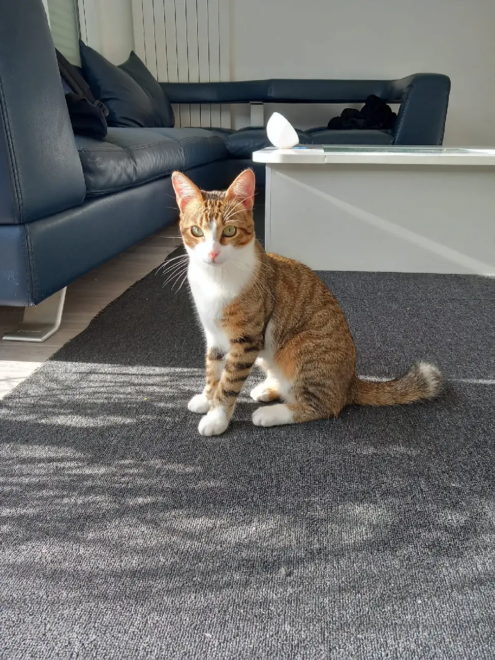 chat reunited 11 Allée des Grands Champs 59650 Villeneuve-d'Ascq Zelda