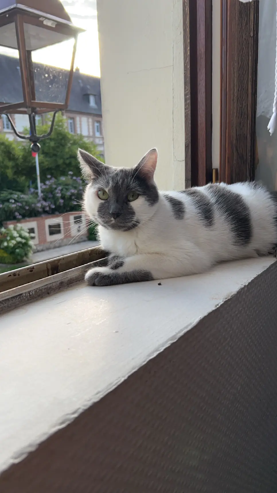 Chat Trouvé 59 Nord Chat Trouvé 59 Nord
