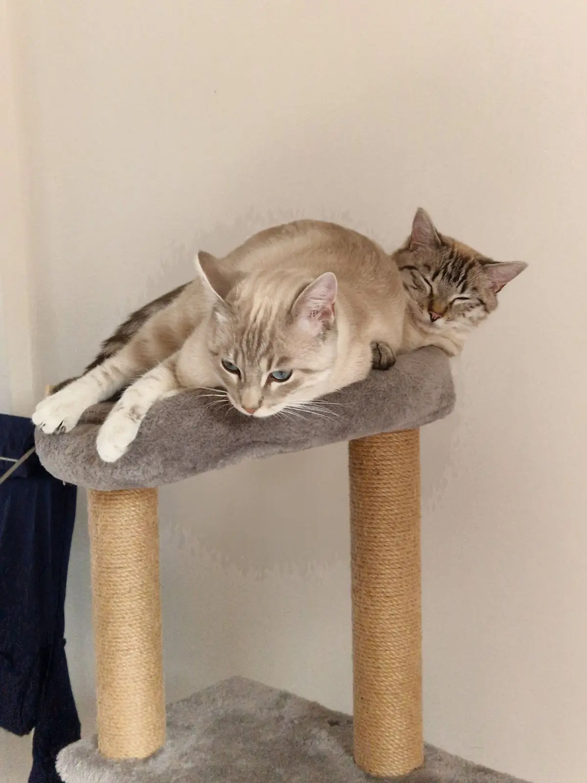 Chat Perdu 59 Nord Chat Perdu 59 Nord