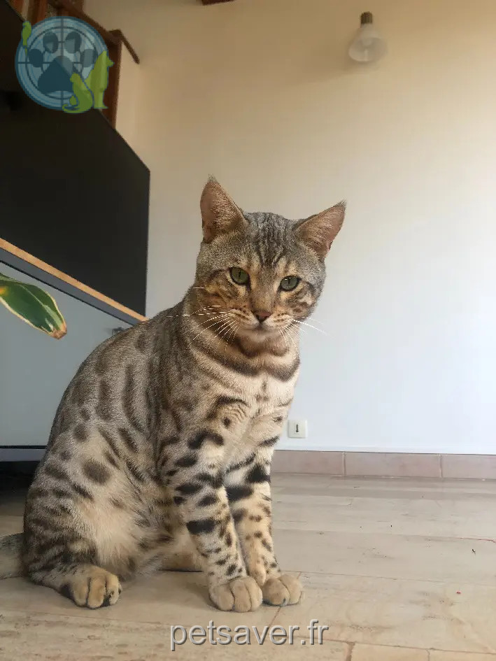Chat Perdu 60 Oise Chat Perdu 60 Oise