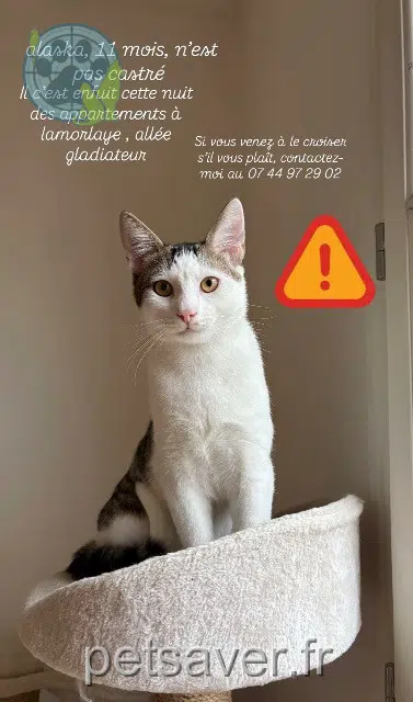 chat reunited   60260 Lamorlaye Alaska