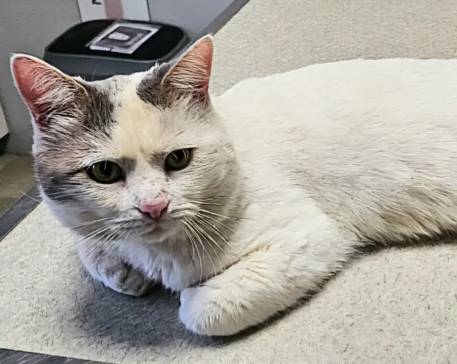 chat reunited   60200 Compiègne Alto