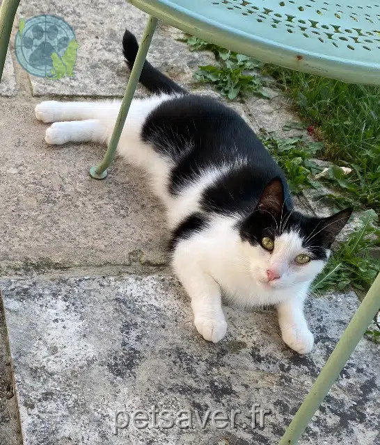 chat reunited   60240 Montjavoult Baloo