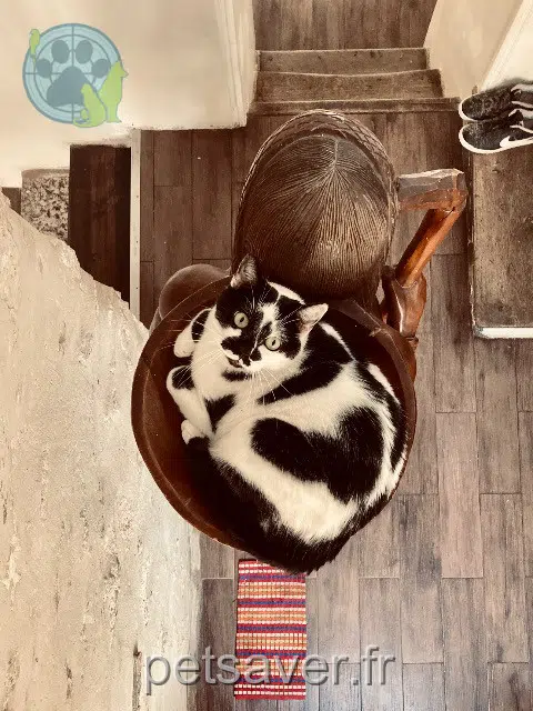 chat reunited   60300 Mont-l'Évêque Billy