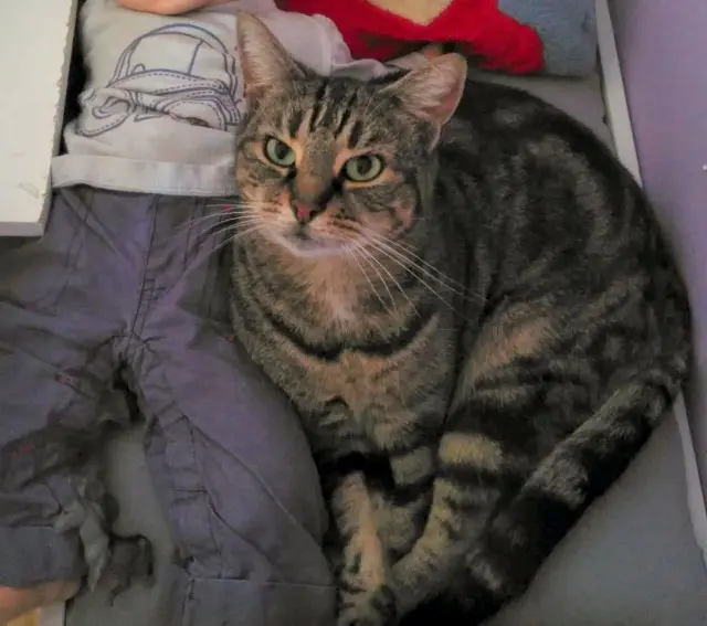 chat reunited   60280 Venette BOB