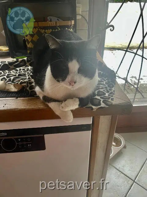 chat reunited 60119 Neuville-Bosc Bucky