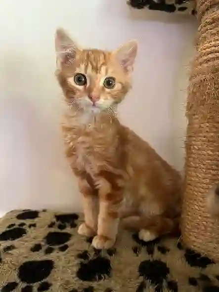 Chat Trouvé 60 Oise - Cacao Chat Trouvé 60 Oise - Cacao