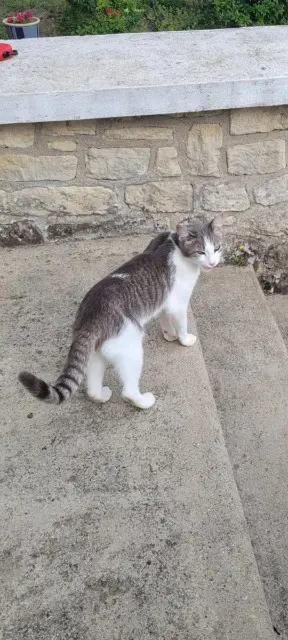 chat reunited   60740 Saint-Maximin Charly