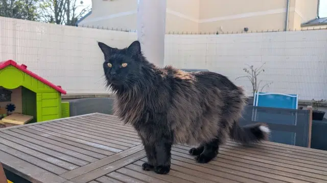 chat reunited   60270 Gouvieux Diego