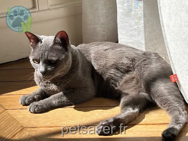 chat reunited   60530 Crouy-en-Thelle Litchi