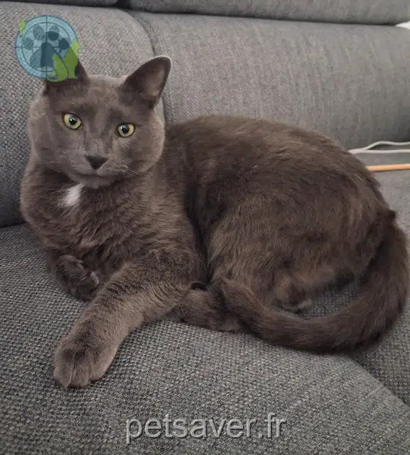 chat reunited   60200 Compiègne Lou