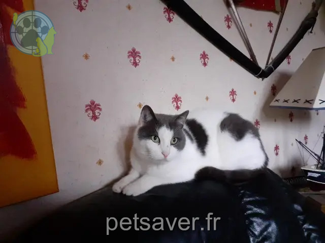 gatto reunited 60290 Laigneville loulou
