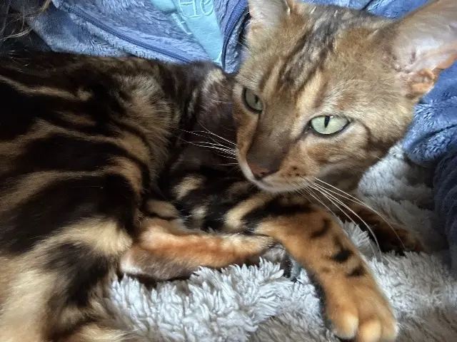 chat reunited   60250 Mouy Morphée