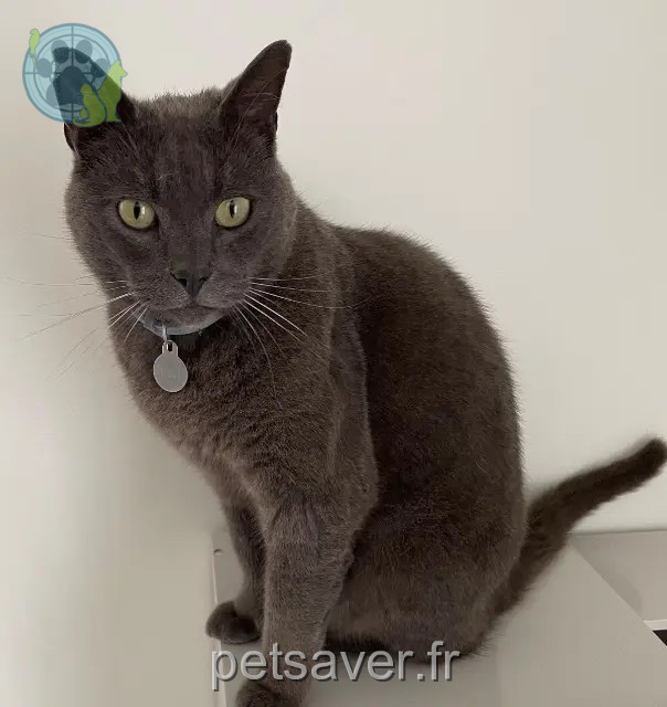 gatto reunited 60360 Crèvecœur-le-Grand Neji
