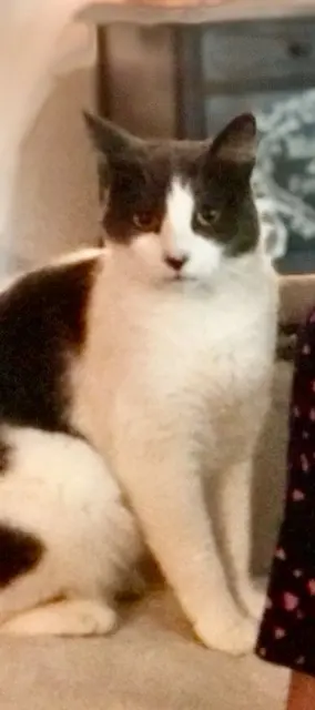 chat reunited   60290 Neuilly-sous-Clermont Nike