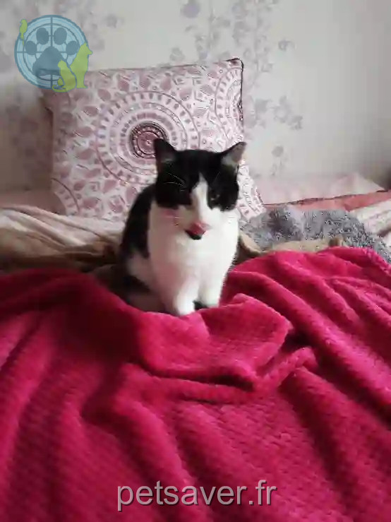 Chat Trouvé 60 Oise - Néo Chat Trouvé 60 Oise - Néo