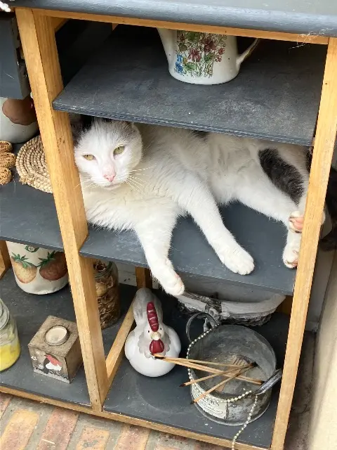 chat reunited   60000 Beauvais Olaf