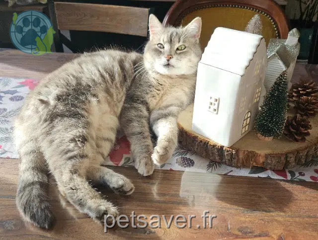 gato reunited 60510 Rémérangles Oreo