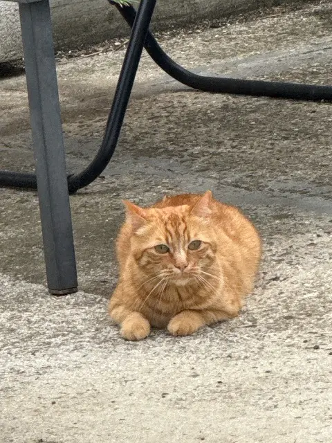 chat reunited   60640 Guiscard Pepito