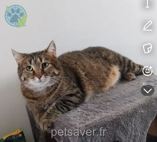 chat reunited 60420 Maignelay-Montigny Pilou