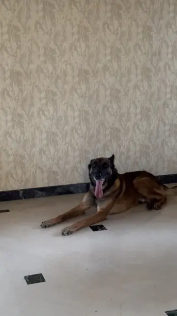 chat reunited   60520 Thiers-sur-Thève Pyke