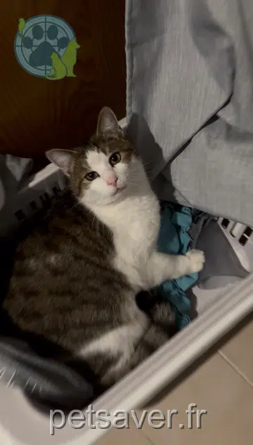 chat reunited   60340 Saint-Leu-d'Esserent Rio