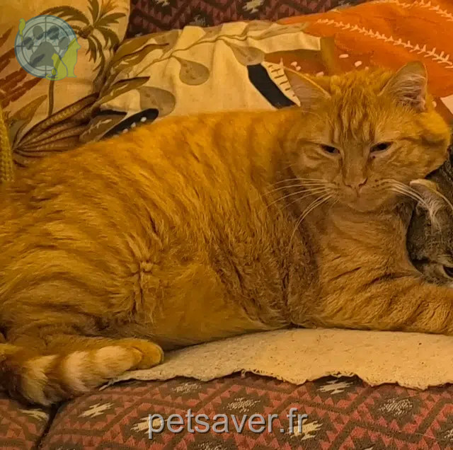 chat reunited   60350 Cuise-la-Motte Roubio