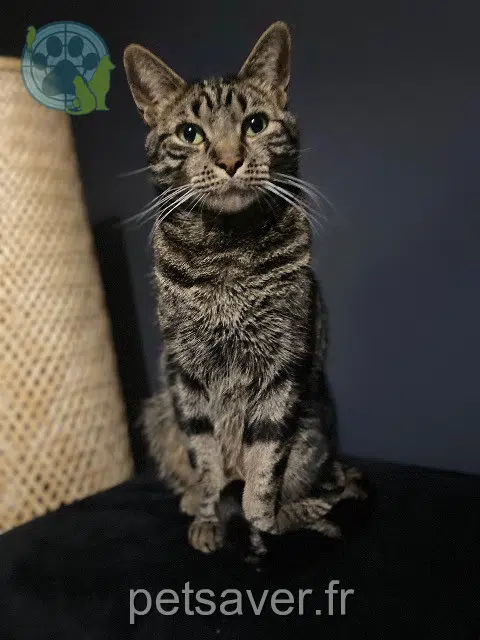 gatto reunited   60180 Nogent-sur-Oise Tigrou