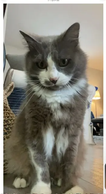 chat reunited   60350 Attichy titio