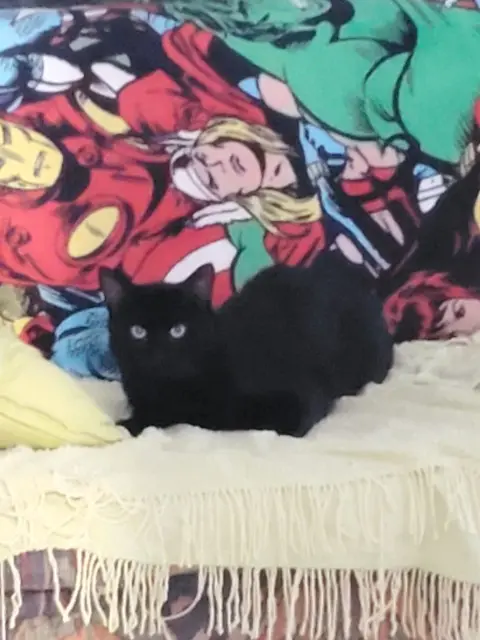 chat reunited   60440 Nanteuil-le-Haudouin Velour