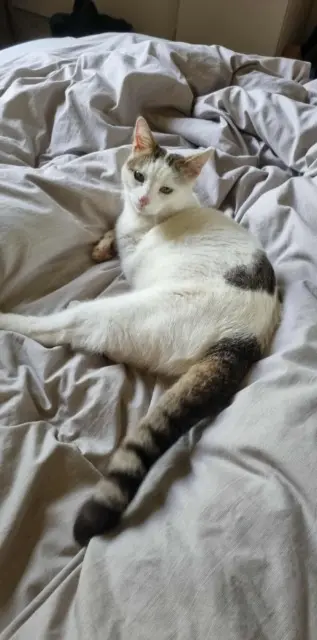 chat reunited   60430 Noailles Virgule