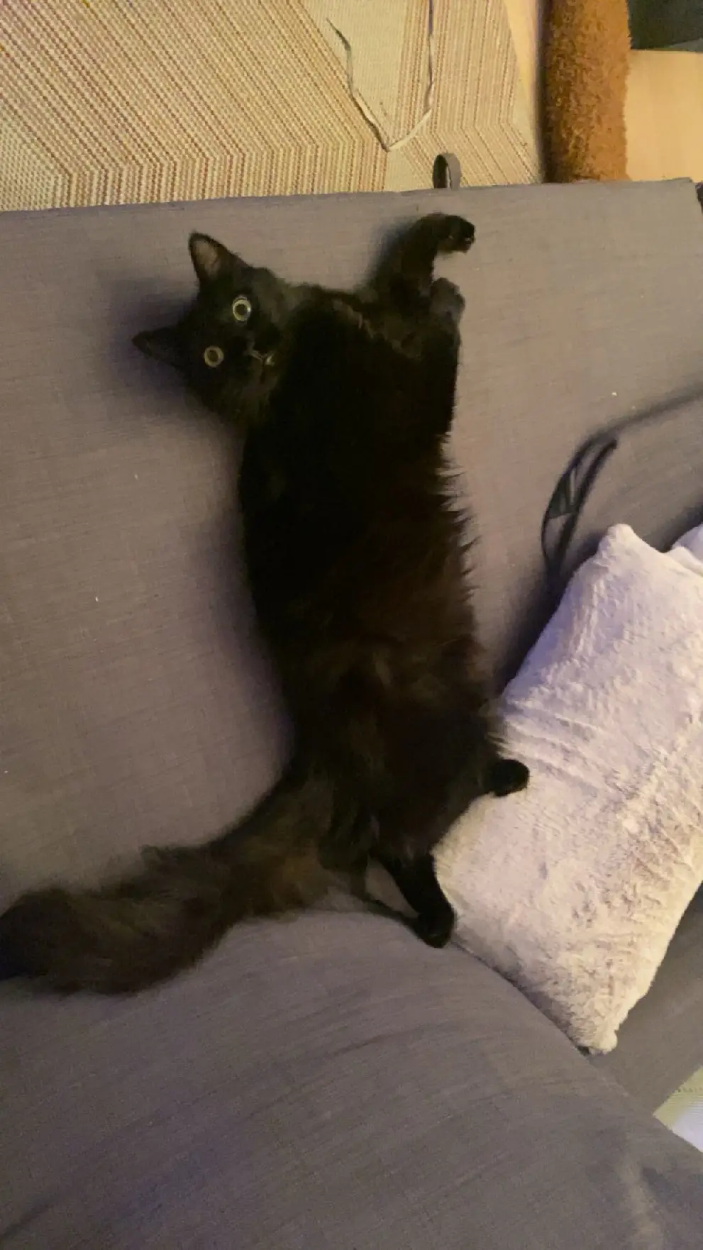 Chat Perdu 60 Oise - Volt Chat Perdu 60 Oise - Volt