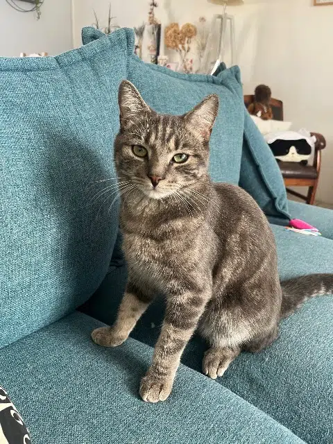 chat reunited   60150 Chevincourt Willow