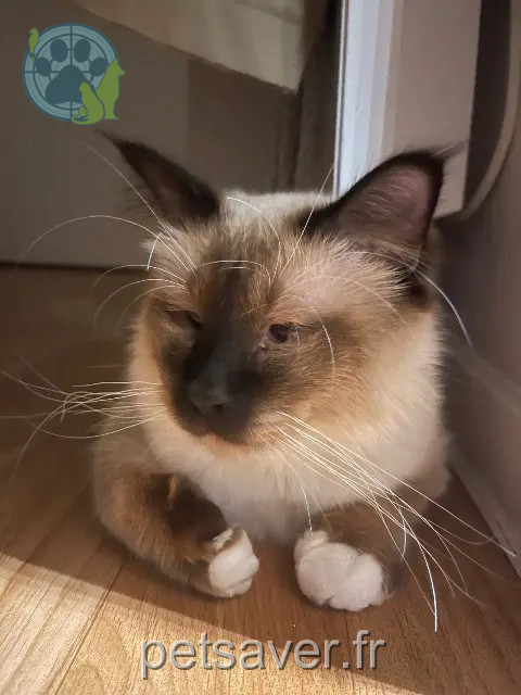 chat reunited   60000 Beauvais Zelda