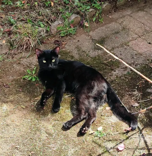 chat reunited   61290 Longny les Villages Ninja