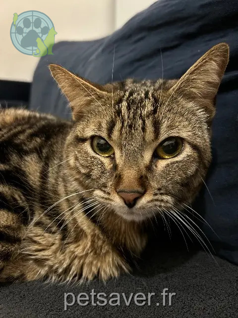 kater reunited 61420 La Ferrière-Bochard Oréo