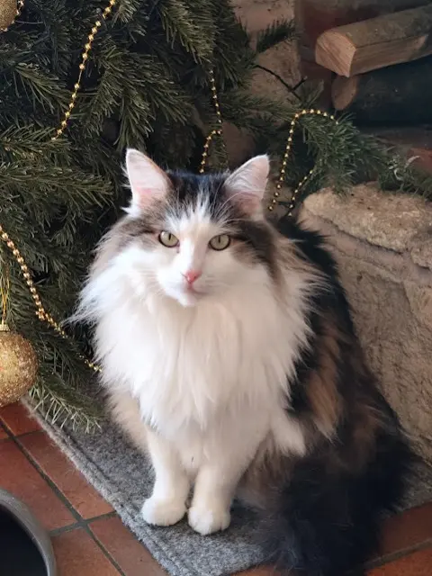 chat reunited   61370 Échauffour OUMBA