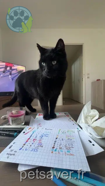 chat reunited   61110 Sablons sur Huisne Balou