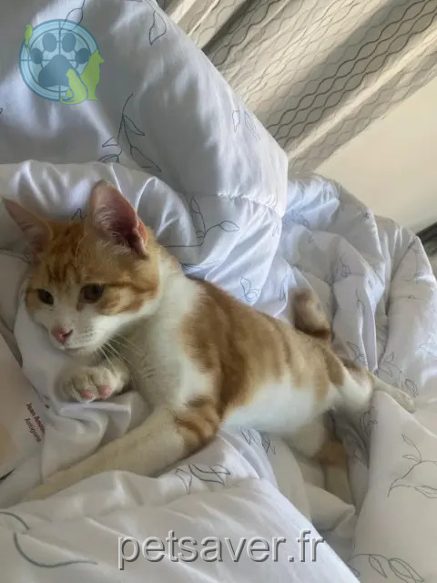 chat reunited   61000 Alençon Simba