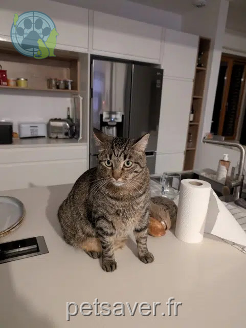 chat reunited   61200 Argentan Typhon