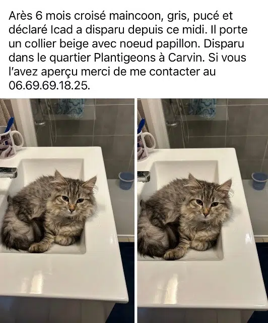 chat reunited   62220 Carvin Ares