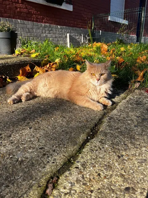 chat reunited   62160 Bully-les-Mines Aslan