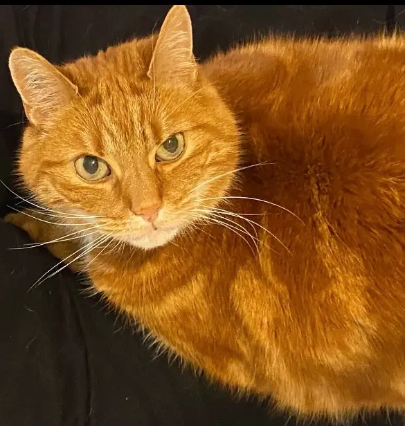 Chat Perdu 62 Pas-de-Calais - Chacha