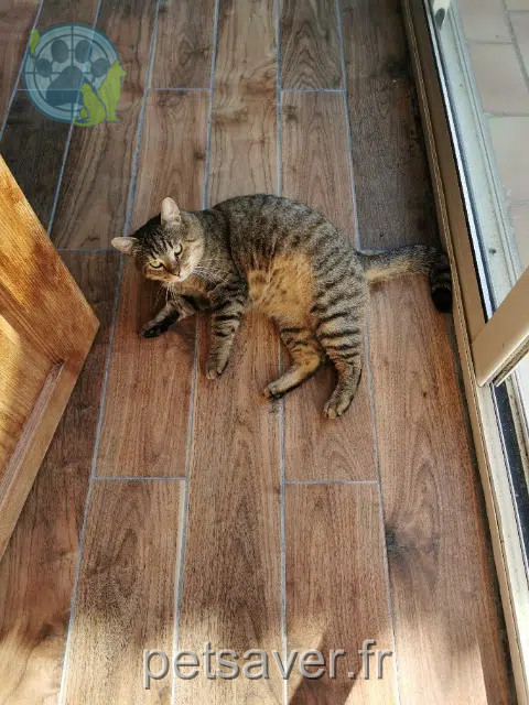 chat reunited 62138 Billy-Berclau Charlie