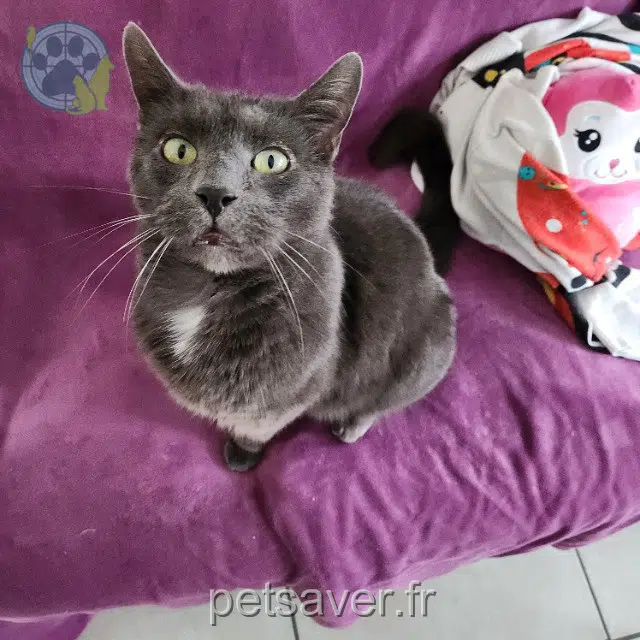chat reunited 62100 Calais Cookie