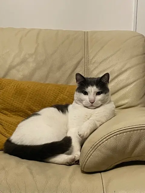 chat reunited   62141 Évin-Malmaison Cookie