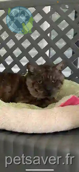 Chat Perdu 62 Pas-de-Calais - Grouchat