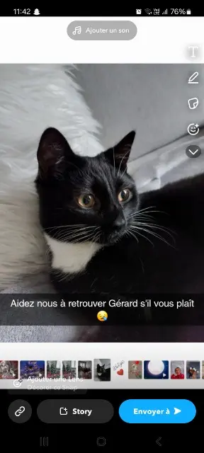 chat reunited   62950 Noyelles-Godault GÉRARD