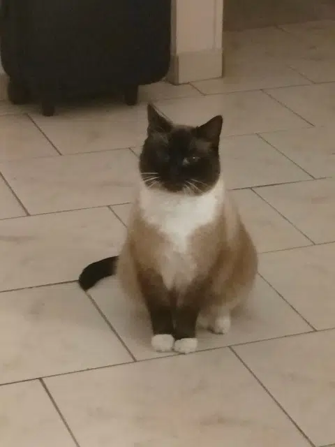 chat reunited   62110 Hénin-Beaumont Helios