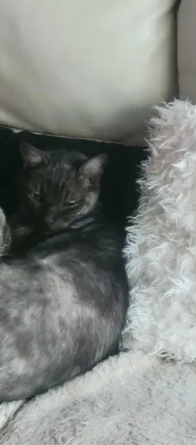 chat reunited   62160 Bully-les-Mines Jo